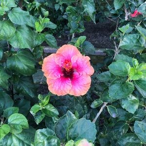 Meet your Posher, Abey